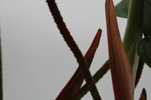 Charger l&#39;image dans la galerie, Philodendron sp. &#39;Fuzzy Petiole&#39; - Root Houseplants
