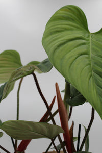 Philodendron sp. 'Fuzzy Petiole' - Root Houseplants