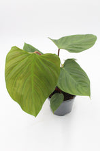 Charger l&#39;image dans la galerie, Philodendron sp. &#39;Fuzzy Petiole&#39; - Root Houseplants
