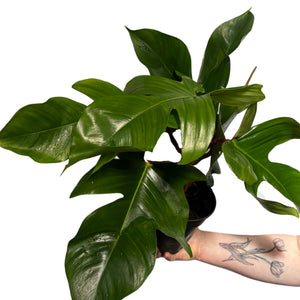 Philodendron squamiferum - Root Houseplants