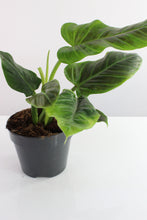 Lade das Bild in den Galerie-Viewer, Philodendron subhastatum - Root Houseplants
