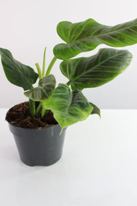 Philodendron subhastatum - Root Houseplants