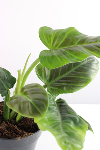 Philodendron subhastatum - Root Houseplants