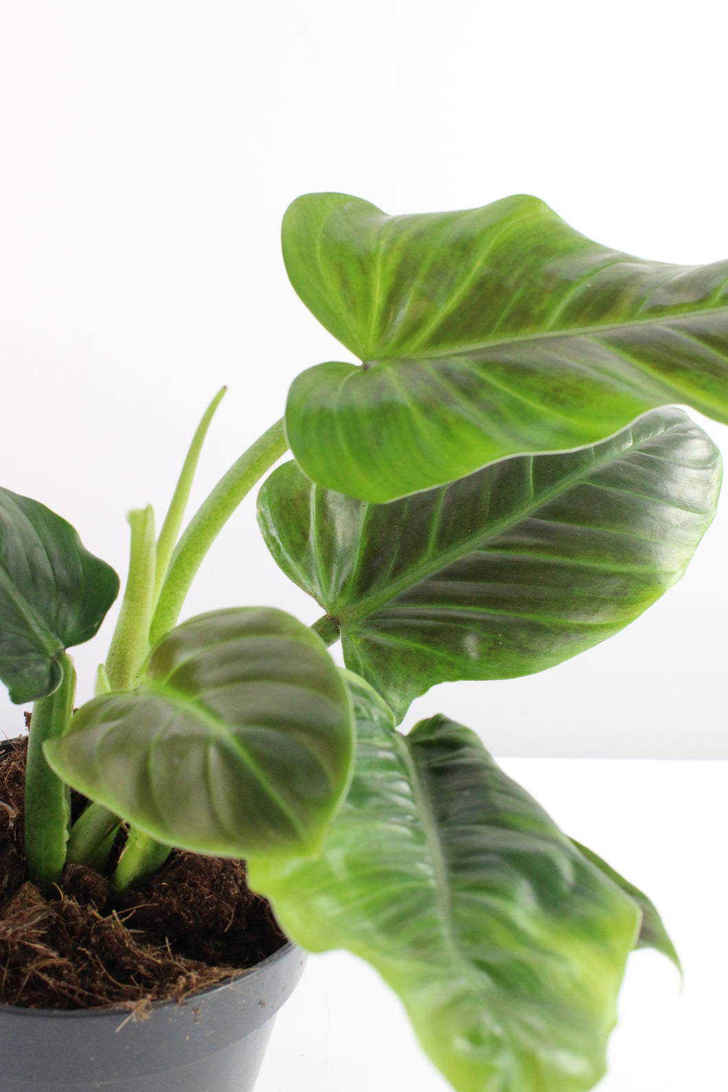 Philodendron subhastatum - Root Houseplants