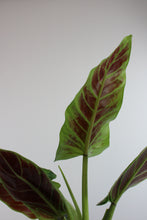 Lade das Bild in den Galerie-Viewer, Philodendron subhastatum - Root Houseplants
