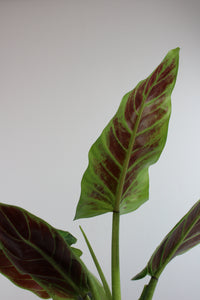 Philodendron subhastatum - Root Houseplants