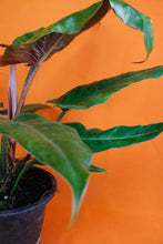 Lade das Bild in den Galerie-Viewer, Philodendron &#39;Weeks Red&#39; Hybrid - Root Houseplants
