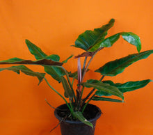 Lade das Bild in den Galerie-Viewer, Philodendron &#39;Weeks Red&#39; Hybrid - Root Houseplants
