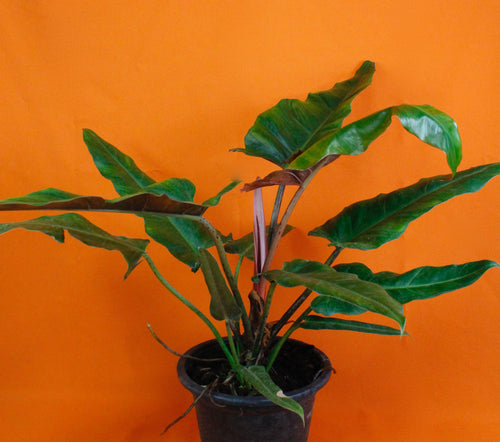 Philodendron 'Weeks Red' Hybrid - Root Houseplants