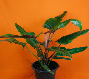 Philodendron 'Weeks Red' Hybrid - Root Houseplants