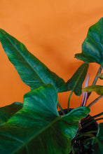Lade das Bild in den Galerie-Viewer, Philodendron &#39;Weeks Red&#39; Hybrid - Root Houseplants

