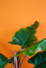 Lade das Bild in den Galerie-Viewer, Philodendron &#39;Weeks Red&#39; Hybrid - Root Houseplants
