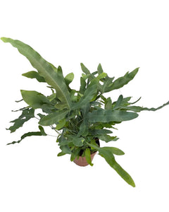 Phlebodium aureum - Root Houseplants