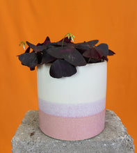 Load image into Gallery viewer, Pink striped - Root Houseplants
