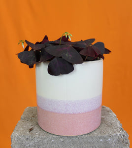 Pink striped - Root Houseplants