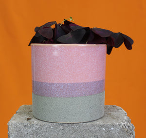 Pink striped - Root Houseplants
