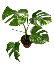 Load image into Gallery viewer, Monstera deliciosa &#39;Variegated&#39;
