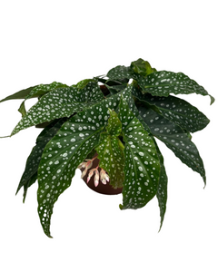 Begonia ‘Hot Spot’