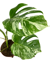 Load image into Gallery viewer, Monstera deliciosa &#39;Variegated&#39;
