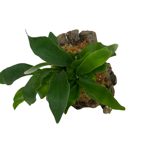 Platycerium grande - Root Houseplants