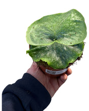 Lade das Bild in den Galerie-Viewer, Platycerium grande - Root Houseplants
