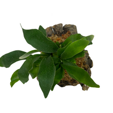 Lade das Bild in den Galerie-Viewer, Platycerium grande - Root Houseplants
