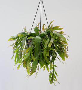 Pseudorhipsalis ramulosa 'Red Coral' - Root Houseplants