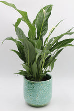 Lade das Bild in den Galerie-Viewer, Reactive Glaze Pot - Root Houseplants
