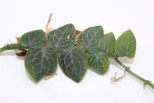 Lade das Bild in den Galerie-Viewer, Rhaphidophora cryptantha - Root Houseplants
