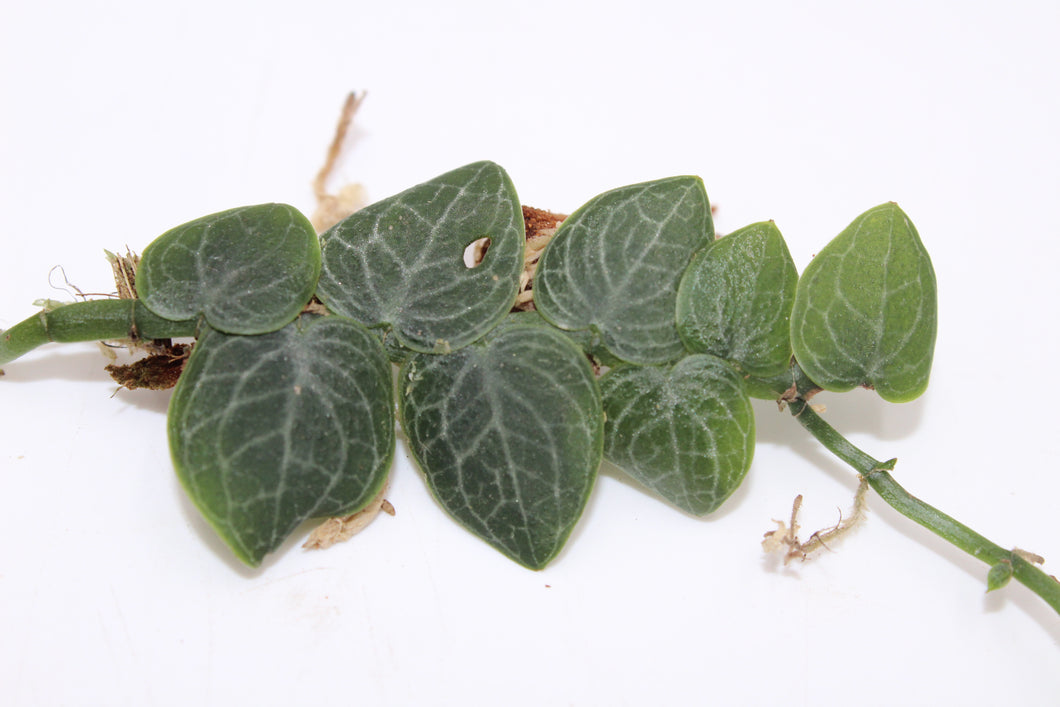 Rhaphidophora cryptantha - Root Houseplants