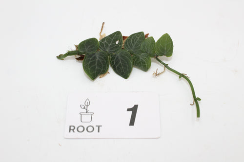 Rhaphidophora cryptantha - Root Houseplants