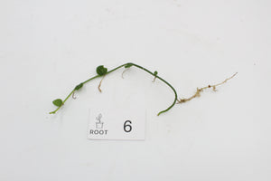 Rhaphidophora hayi - Root Houseplants