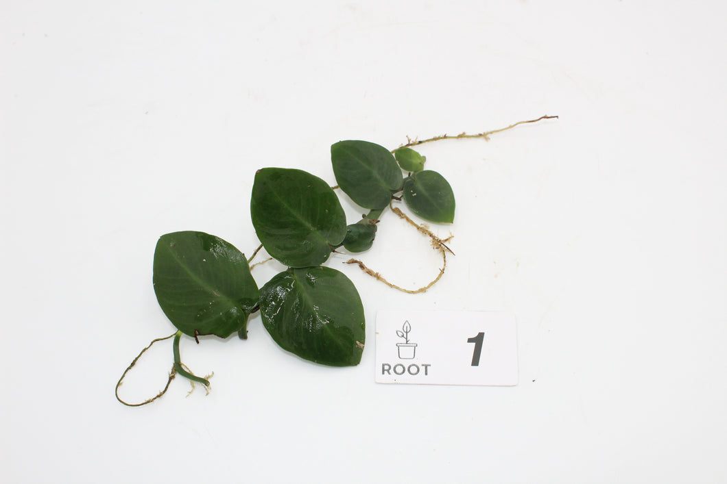 Rhaphidophora hayi - Root Houseplants