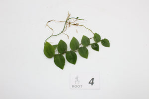 Rhaphidophora hayi - Root Houseplants