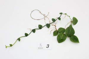 Rhaphidophora hayi - Root Houseplants