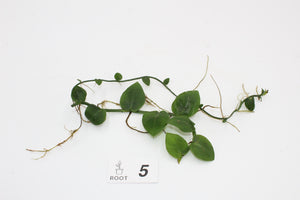 Rhaphidophora hayi - Root Houseplants
