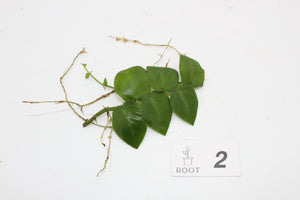 Rhaphidophora hayi - Root Houseplants