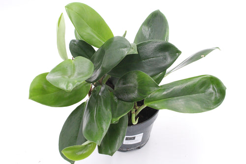 Rhaphidophora hongkongensis - Root Houseplants