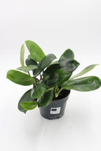 Lade das Bild in den Galerie-Viewer, Rhaphidophora hongkongensis - Root Houseplants
