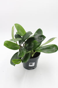 Rhaphidophora hongkongensis - Root Houseplants