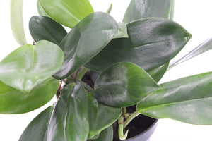 Rhaphidophora hongkongensis - Root Houseplants