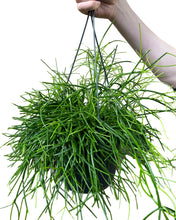 Charger l&#39;image dans la galerie, Rhipsalis baccifera &#39;Oasis&#39; - Root Houseplants
