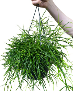 Rhipsalis baccifera 'Oasis' - Root Houseplants