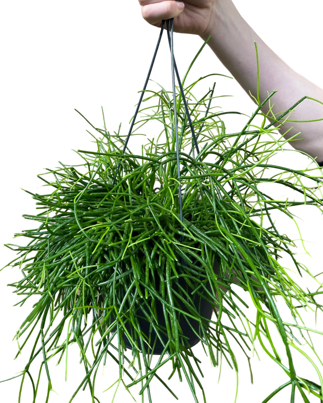 Rhipsalis baccifera 'Oasis' - Root Houseplants
