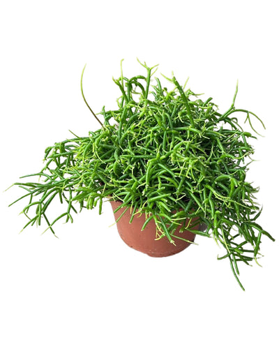 Rhipsalis baccifera - Root Houseplants