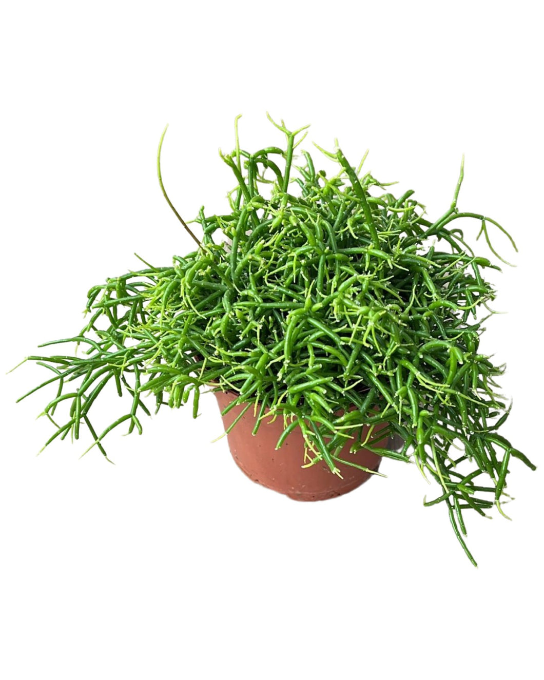 Rhipsalis baccifera - Root Houseplants