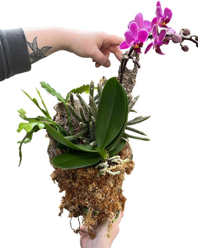 Rhipsalis, Disocactus and Phalaenopsis Cork Mount - Root Houseplants