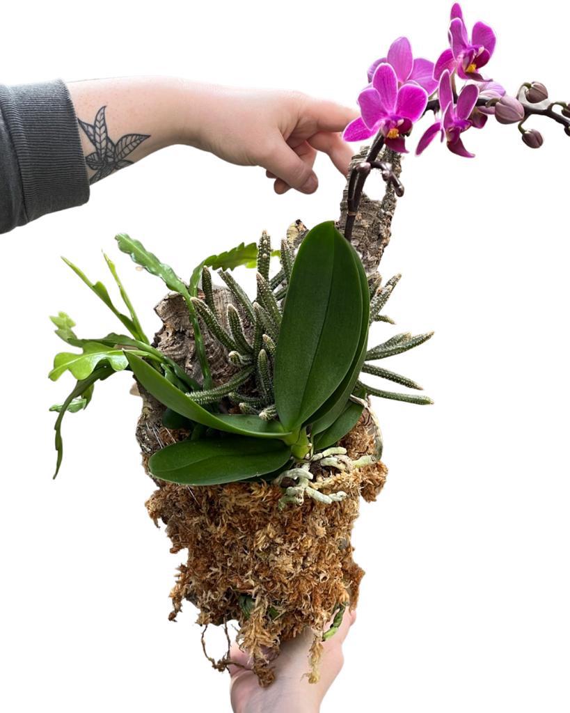 Rhipsalis, Disocactus and Phalaenopsis Cork Mount - Root Houseplants