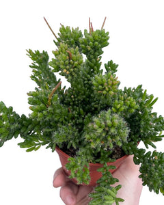 Rhipsalis mesembryanthemoides - Root Houseplants