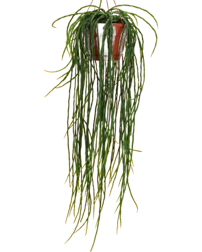 Rhipsalis paradoxa 'Minor' - Root Houseplants